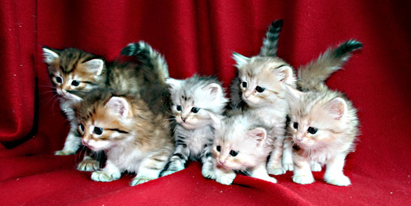 images a hypoallergenic cat. hypoallergenic cat breeds. hypoallergenic cat hypoallergenic cat breeds. images a hypoallergenic cat. hypoallergenic cat breeds. hypoallergenic cat