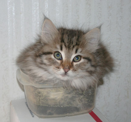 Siberian Cats and kittens for