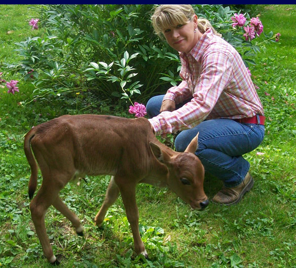 zebu