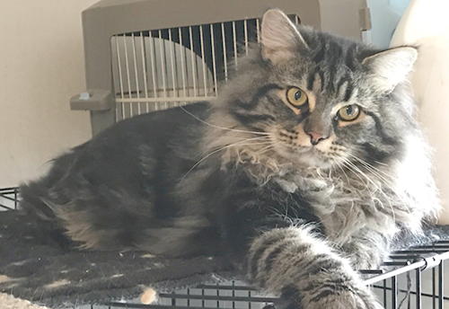 munchranch siberians