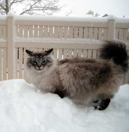 siberian