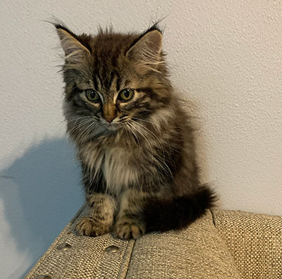 Testimonials For Munchranch Siberian Cats