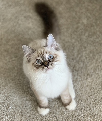 Testimonials For Munchranch Siberian Cats