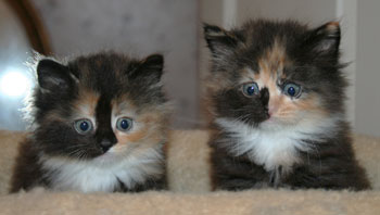 russian siberian kittens