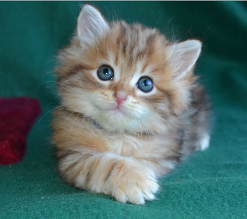 Siberian Cats and kittens for sale in Texas, from Russia ...