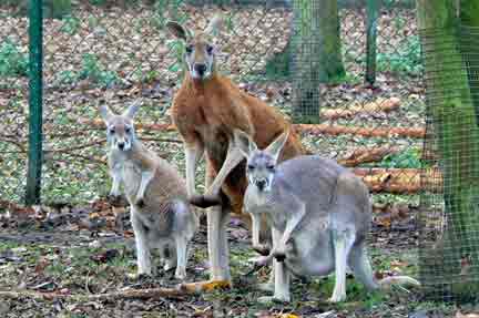 wallaby