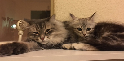 siberian kittens