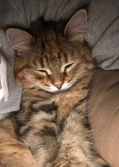 siberian tysiachney2