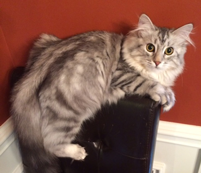 siberian cat