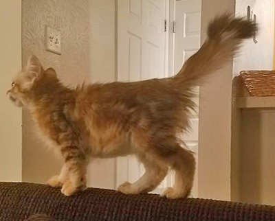 kalindi crook tail kitten