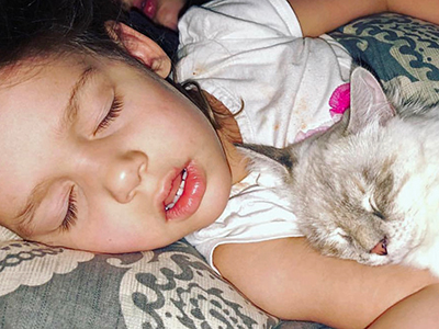 siberian kitten LeBlanc