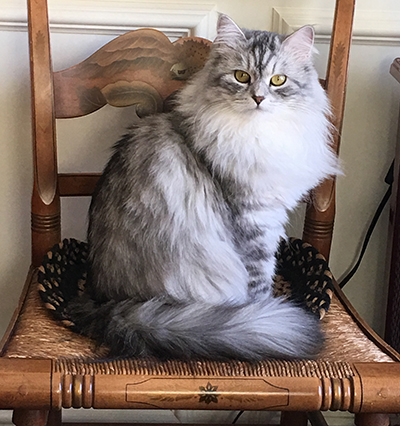 siberian cat