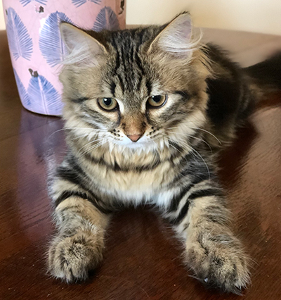 siberian kitten