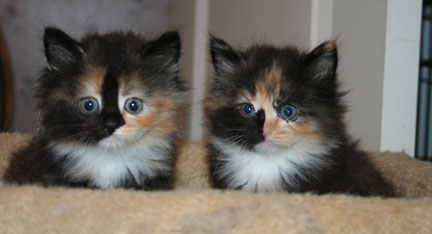 tortoiseshell sisters